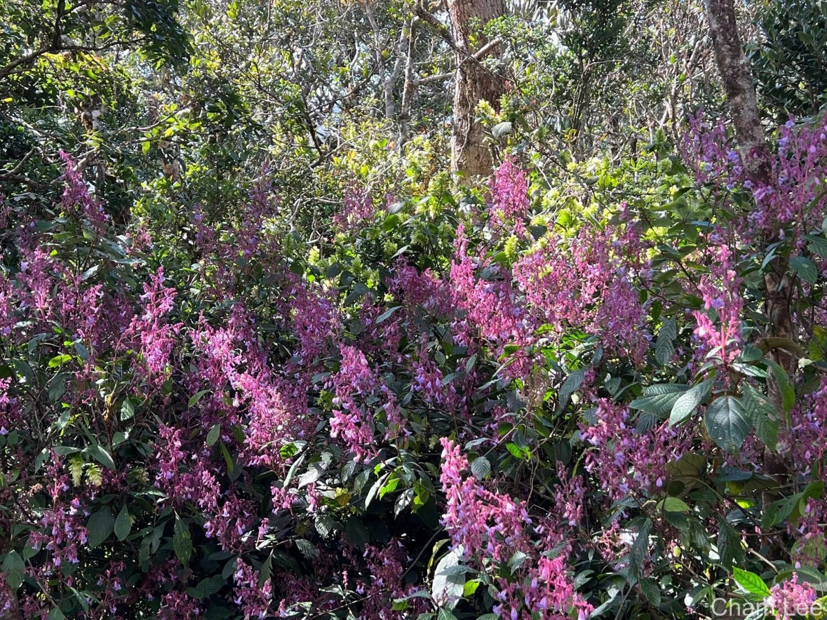 Strobilanthes pulcherrima T.Anderson